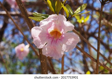 White Cedar (Tabebuia Heterophylla) Blooms, The National Flower And Tree Of Anguilla, BWI.