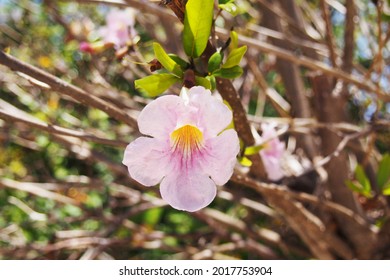 White Cedar (Tabebuia Heterophylla) Blooms, The National Flower And Tree Of Anguilla, BWI.