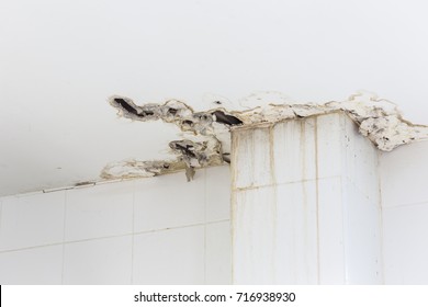 White Ceiling Inside The Building Get Damaged Showing Moisture And Dirty Mold By Water Leaking And