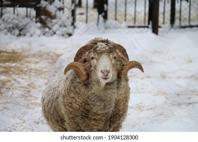 White Central Asian ram with beautiful curled horns close-up. A ram from Dagestan looks at the camera with beautiful eyes in the middle of winter. Snow and animal.  - Shutterstock ID 1904128300