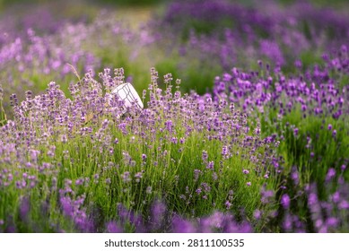 White ceramic mug hidden inside a blooming purple lavender field.