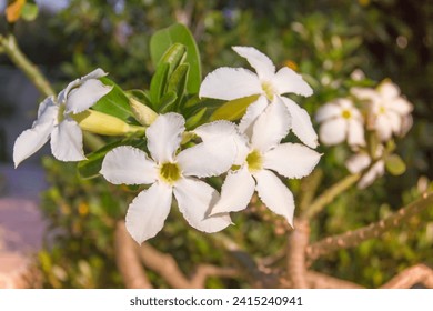 White Cerbera garden flower with blooming inflorescence against evening light, close-up zoom, focus point, clear foreground, blurred background, landscape, beautiful nature, Thailand