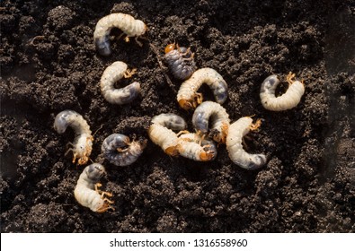 White chafer grub against the background of the soil. Larva of the May beetle. Agricultural pest. - Shutterstock ID 1316558960
