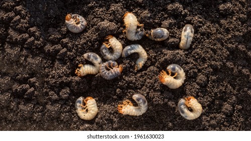 White chafer grub against the background of the soil. Larva of the May beetle. Agricultural pest. - Shutterstock ID 1961630023