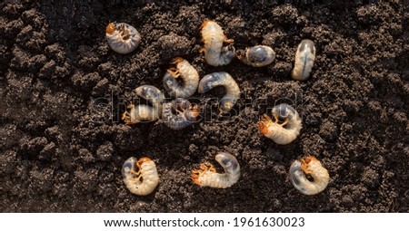 White chafer grub against the background of the soil. Larva of the May beetle. Agricultural pest.
