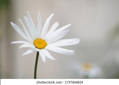 A White Chamomile Flower Blooming In Meadow In Spring And Summer
One White Daisy Flower Isolated On A Background. Thin Stalk Side View 