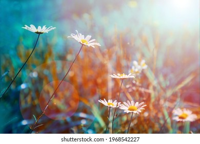 White chamomile flowers in a field in the grass. Spring or summer vintage floral background. Effect teal and orange. - Shutterstock ID 1968542227