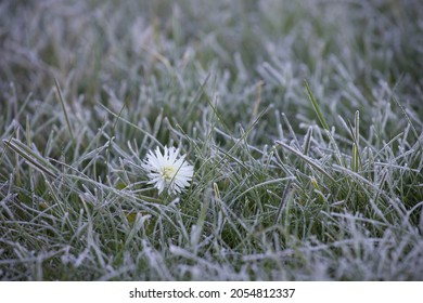 white chamomile in frosty grass. chamomile in the meadow. hoarfrost grass. daisy in hoarfrost