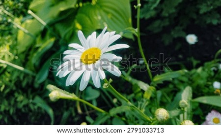White chamomile surrounded by greenery, horizontal orientation