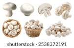 White champignon button Agaricus bisporus mushroom fungus fungi vegetable. Mockup template for artwork design