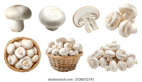 White champignon button Agaricus bisporus mushroom fungus fungi vegetable. Mockup template for artwork design