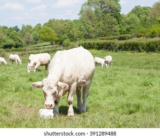 White Charolais Beef Cow Eating Salt Lick Mineral Supplement For Her Diet In A Green Grassy Spring Pasture, Close Up Facing The Camera