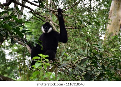 White Cheek Gink At Khao Kheow Open Zoo Chonburi Province Sitting On The Mango Tree Then Look At The Tourists.