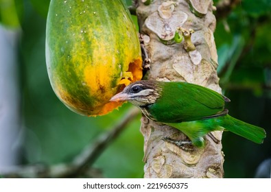 White Cheeked Barbet Eating Papaya .