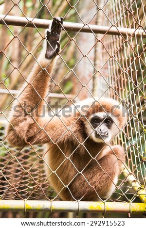 White Cheeked Gibbon in the cage of rehabilitation project , train to Survive , no release and would like to be free