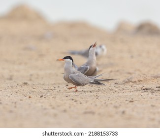 White Cheeked Tern Mating Dance