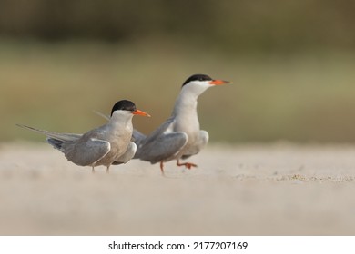 White Cheeked Tern In Mating Ritual