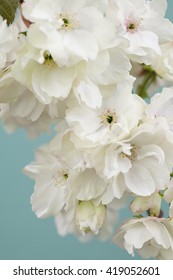 White cherry blossom flowers 