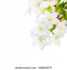 13,313 Black and white cherry blossom branch Stock Photos, Images ...