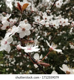 White cherry blossom in Peckham, London 2020