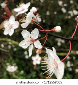 White cherry blossom in Peckham, London 2020