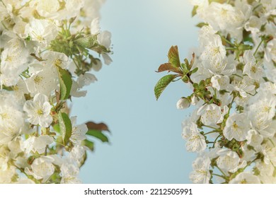 White Cherry Blossom With Sunlight Bokeh. Frame At Blue Background. Close Up