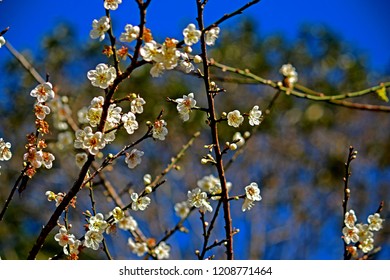 White Cherry blossom texture