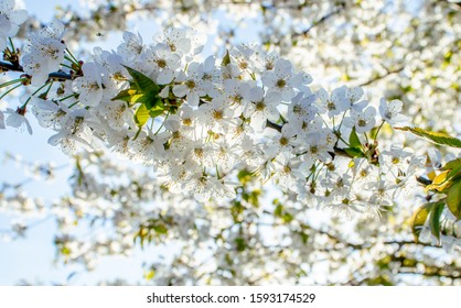 White Cherry Blossom Cherry Tree Spring Stock Photo 1593174529 ...