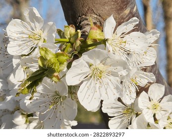 White cherry blossoms burst forth on sturdy branches, inviting bees as they celebrate the arrival of spring. Sunlight enhances the petals, creating a picturesque scene of renewal.