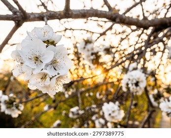 white cherry blossoms close-up and setting sun in background on warm spring evening