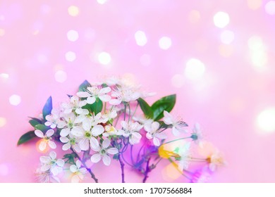 White cherry blossoms on fuchsia background. Three flowering branches, detail