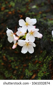 White cherry blossoms in spring
