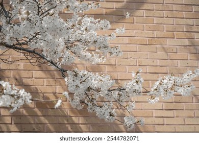 White cherry blossoms in spring and brick wall background - Powered by Shutterstock