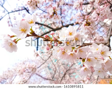 white cherry blossons and pink buds at spring days