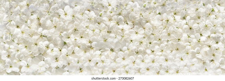 White cherry flowers panoramic background
