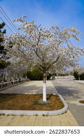 A white cherry tree in full bloom  - Prunus serrulata 'Shirotae' (Mont Fuji cherry)