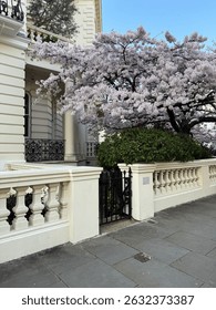White cherry tree in full bloom by a classic balustrade and townhouse during spring. Notting Hill, London, United Kingdom.