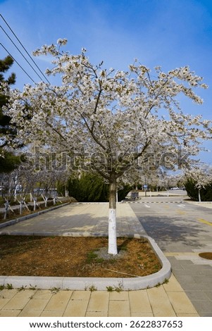 A white cherry tree in full bloom  - Prunus serrulata 'Shirotae' (Mont Fuji cherry)