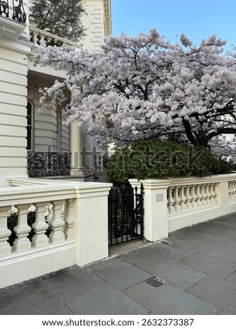 White cherry tree in full bloom by a classic balustrade and townhouse during spring. Notting Hill, London, United Kingdom.