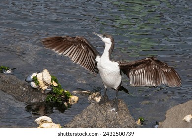 White chested black faced Cormorant wings spread on rocks in New Zealand with mussels attached to rocks just above the water line - Powered by Shutterstock