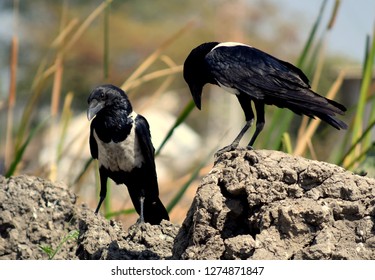 White Chested Crows Of South Sudan