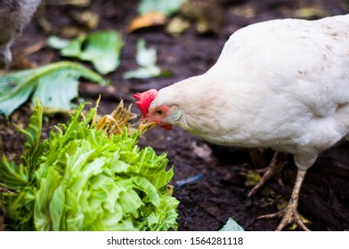 White chicken eats cabbage. White chicken close-up. Chicken in the countryside - Shutterstock ID 1564281118