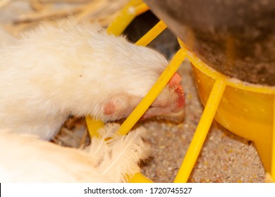 White Chicken Eats Feed From The Feeder. Closeup Of A Broiler While Eating.