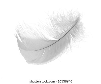 White Chicken Feather Isolated On White Stock Photo 16338946 | Shutterstock