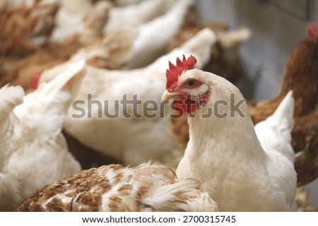 White Chicken In Flock Layers