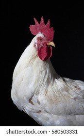 white chicken isolated on black background