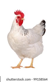 White chicken isolated, studio shot. - Shutterstock ID 99158564