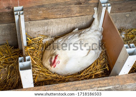 white chicken is laying eggs. household. poultry. eco food.