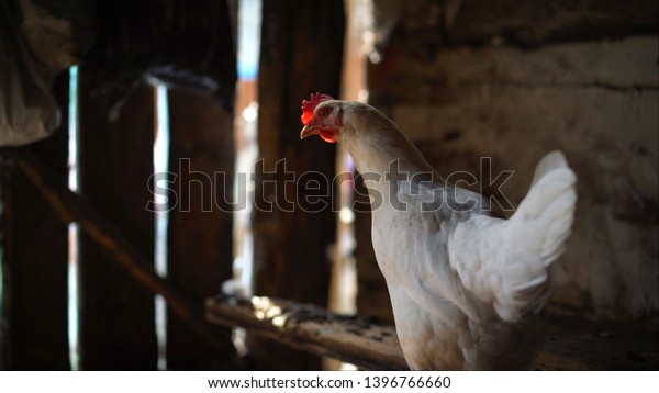 White chicken is\
not a poor farm. Poverty in the village. Beautiful Thai Country\
Chickens in the Chicken\
Farm.