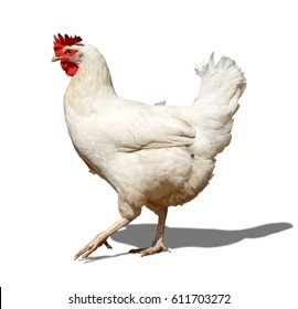 White Chicken On White Background